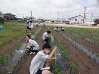 トウモロコ栽培管理